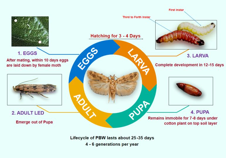 Pink Bollworm for Cotton - GreenCore BioSolutions